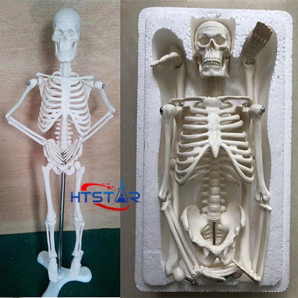 Human Skeleton Model 45cm Biological Teaching Models With